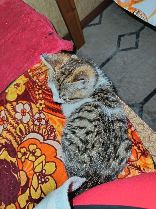 Mushukcha beramiz yaxshi qullarga bepul! Отдам Котёнков в хорошие руки