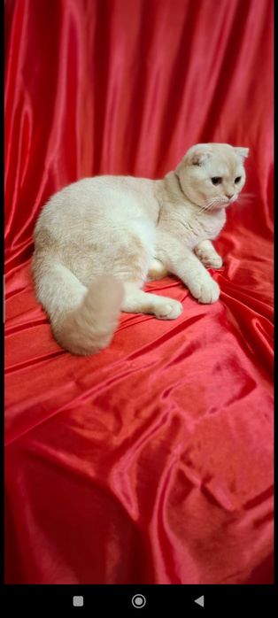 Срочно! Шотландский скоттиш фолд