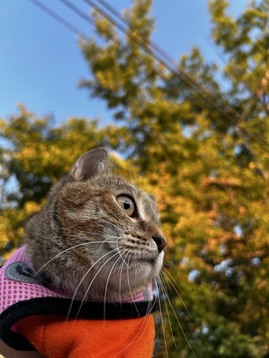 Очень смешная ласковая кошка в добрые руки