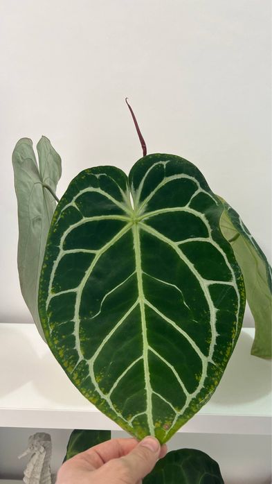 Anthurium Crystallinum