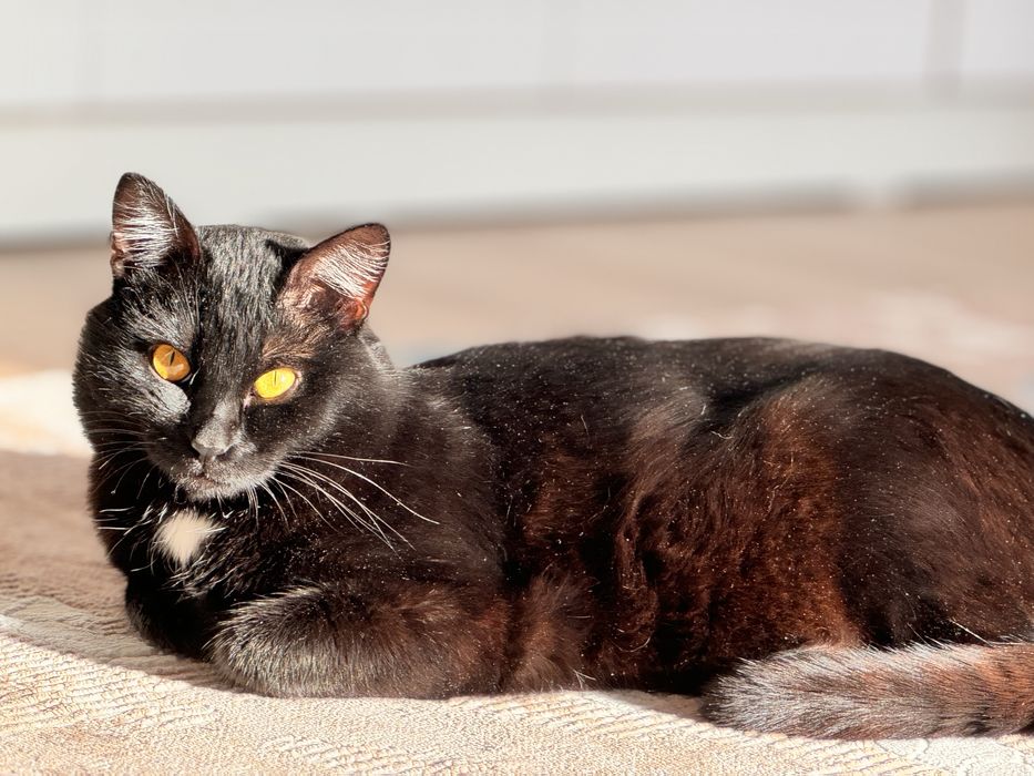 Отдам кота в добрые руки