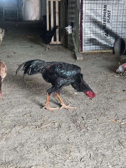 турк блан  шамо