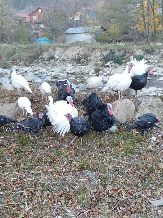 Curci,Curcani Familie