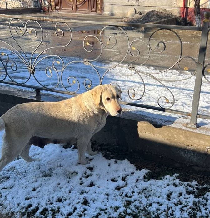 продаётся женщина лабрадор