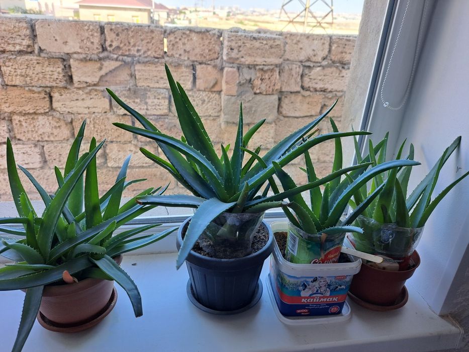 алоэ вера за копейки