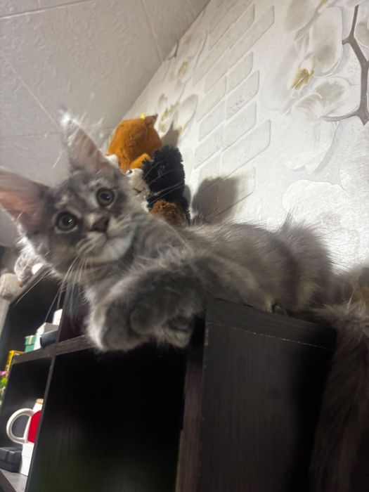 Котёнок породы Мейн-кун