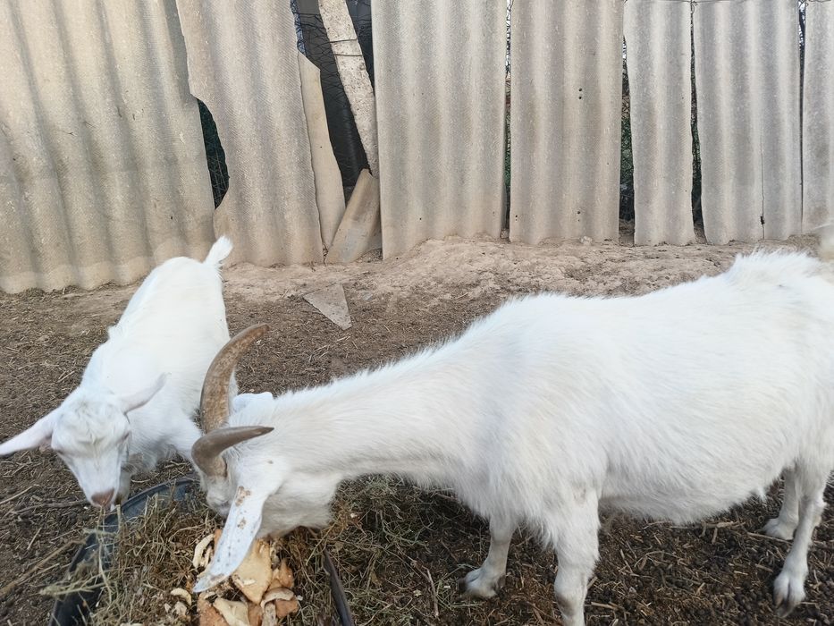 Ешкі сатылады. Лақтарымен.  Келісім бар