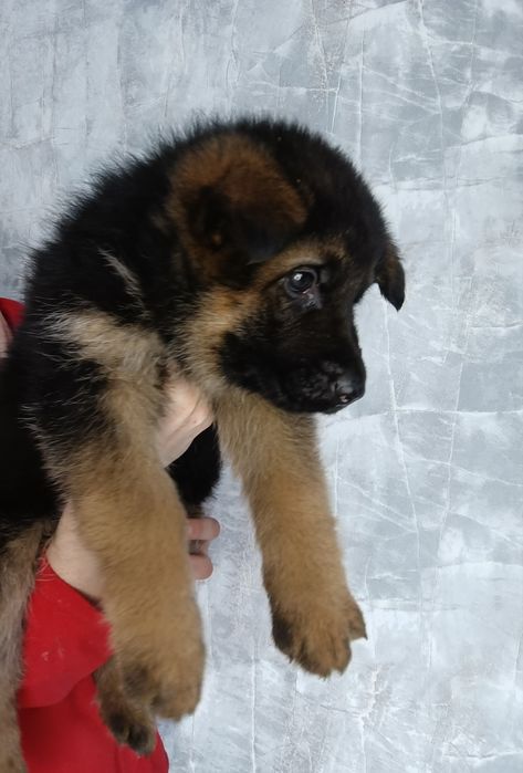 Алиментный кобель