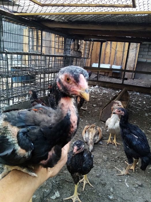 Даканы цыплята продам