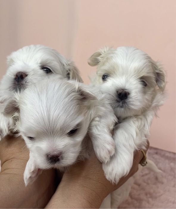 Щенки мальтезе