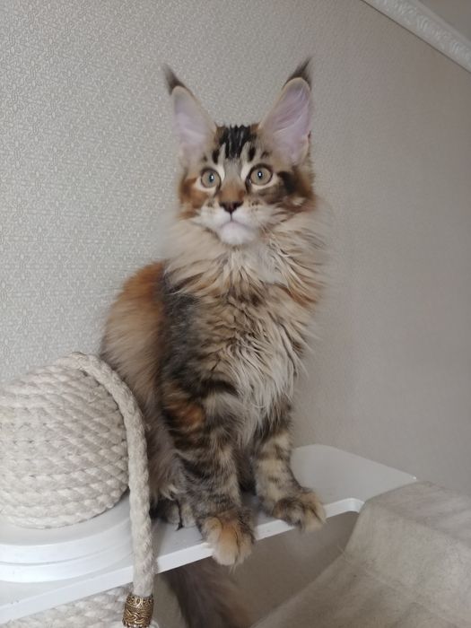 Кошечка Мейн-кун