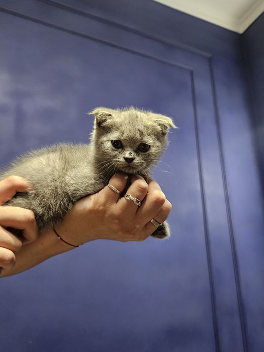 Britain's Scottish fold