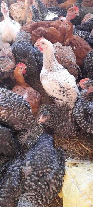 Vând pui albi de carne și rasă mixtă