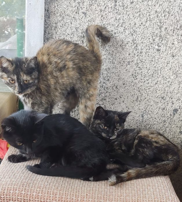 Кошечки и котики ищут свой дом