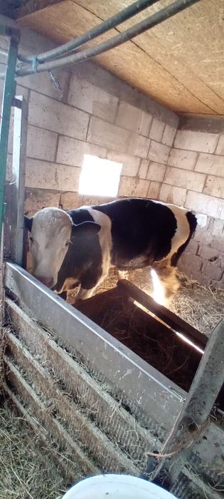 Vițel de vânzare