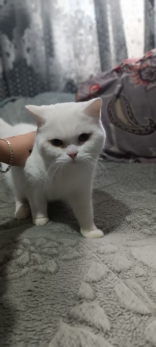 Продается кот Страйт