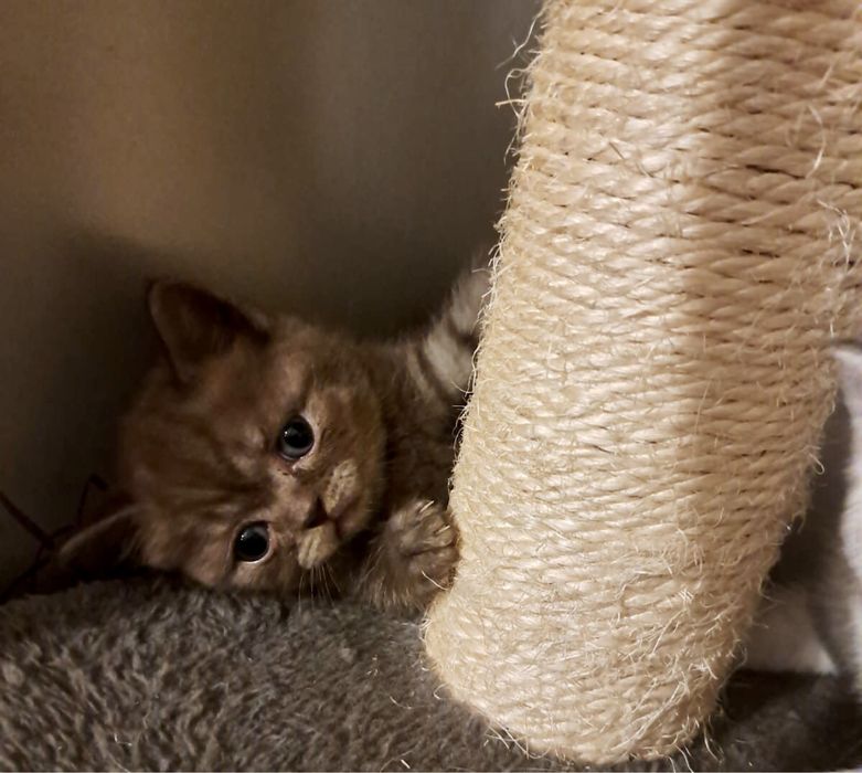Pui pisica British Shorthair Chocolate