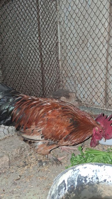 Damashni Xõroz Sotiladi