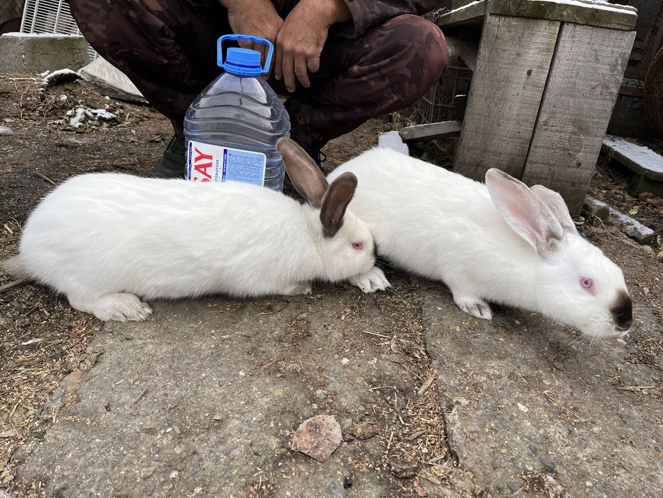 Продам кролика, осталась только девочка