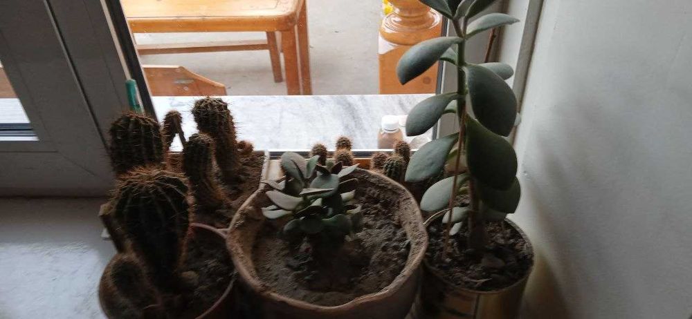 Денежное дерево и лекарственное растение - Калонхое (отдам даром)