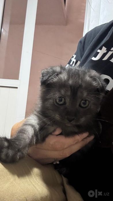 Кошки породистые  продаются