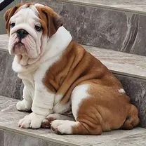 Щенки Английского бульдога