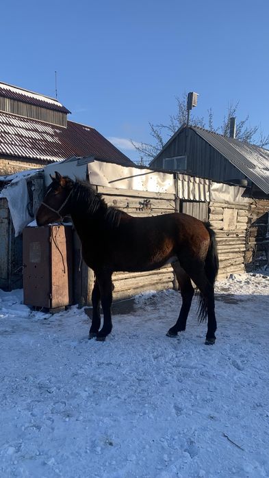 Полукровка құнан сатылады