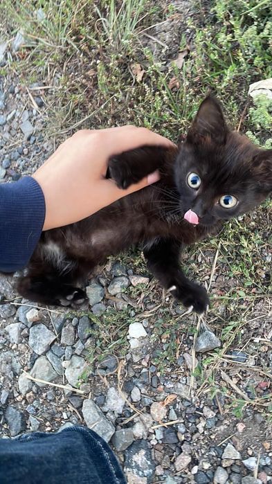 Отдам котёнка в добрые руки