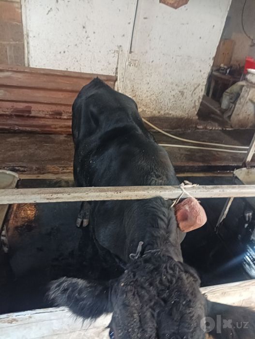 Продаётся Ангус молодой ёще