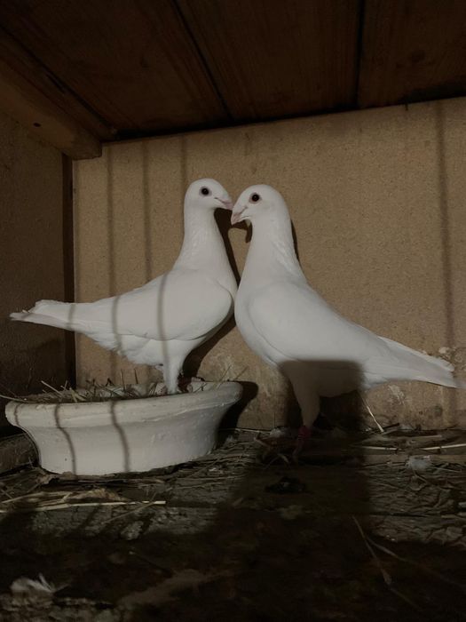 Porumbei  voiajori germani