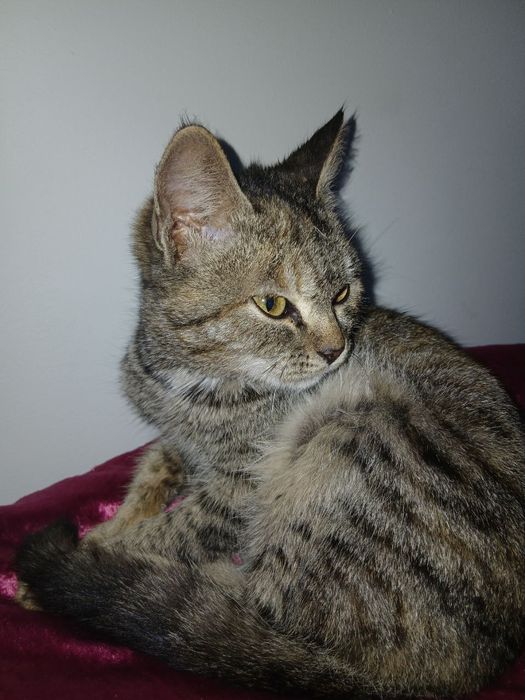 Хадия га берилади