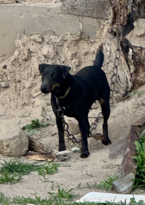 Ягдтерьер сука рабочи