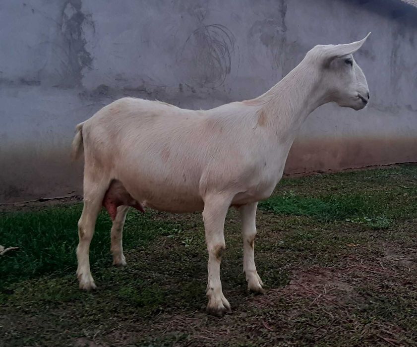 Tapisor anglonubian cu nobila germana