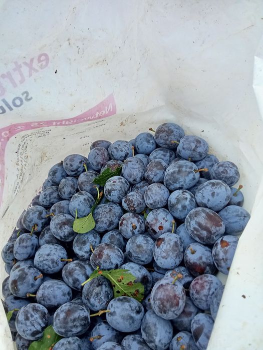 Prune de vanzare