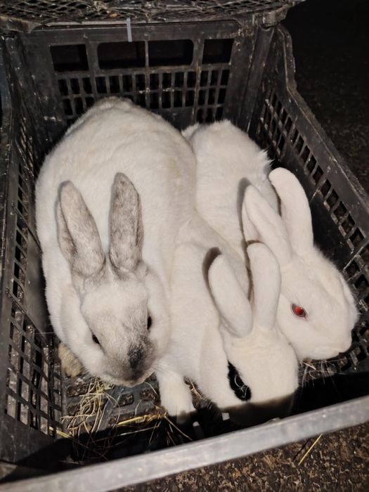 Iepuri de vânzare cap de leu și metisuri