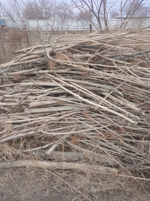 Chorno patalok sotiladi