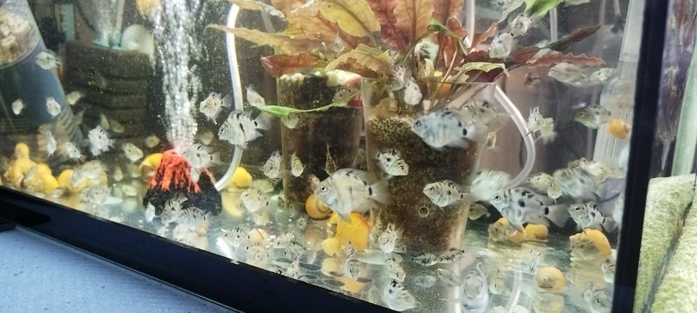 Чифтове Зебровидни цихлиди