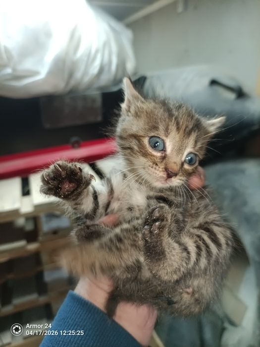 Отдам котят в добрые руки