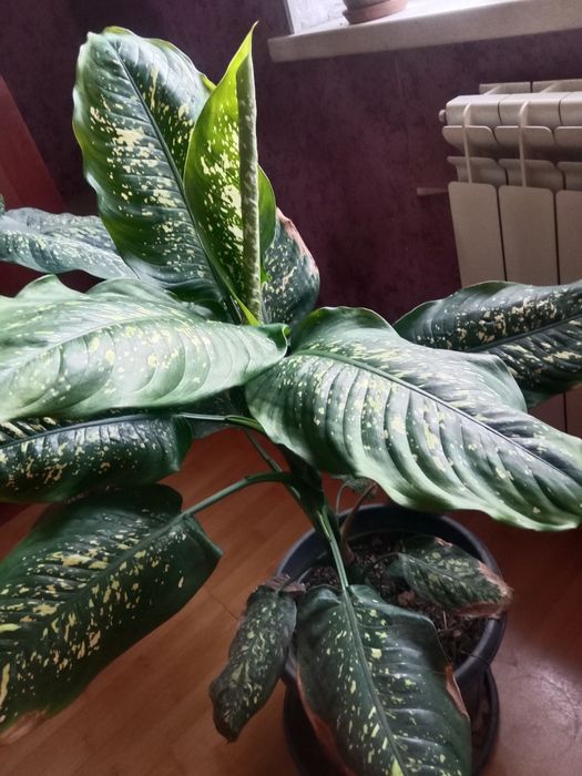 Комнатное растение