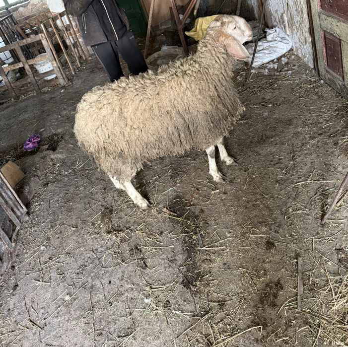 Продавам младо кочле
