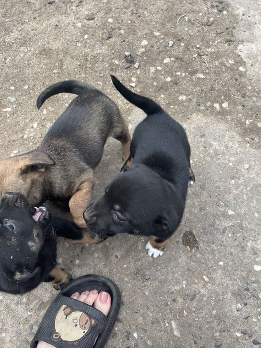 Catei de talie mica adoptie. donez catel de curte. Dau spre adoptie câine