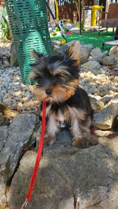 pui Yorkshire Terrier
