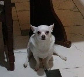 Пропала собака. Район Айтиева 74.