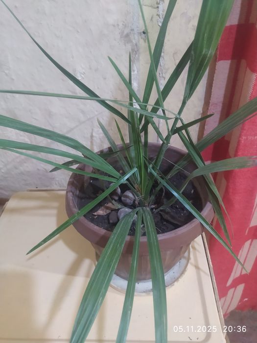 Продам финиковую пальму. Молодая. 1,5 года.