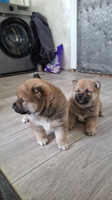 Чистокровные щенки Сиба-ину