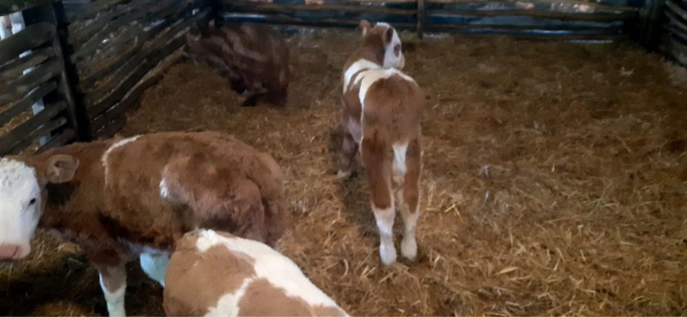 Vând viței semi înțărcați de la 4 la 8 săptămâni