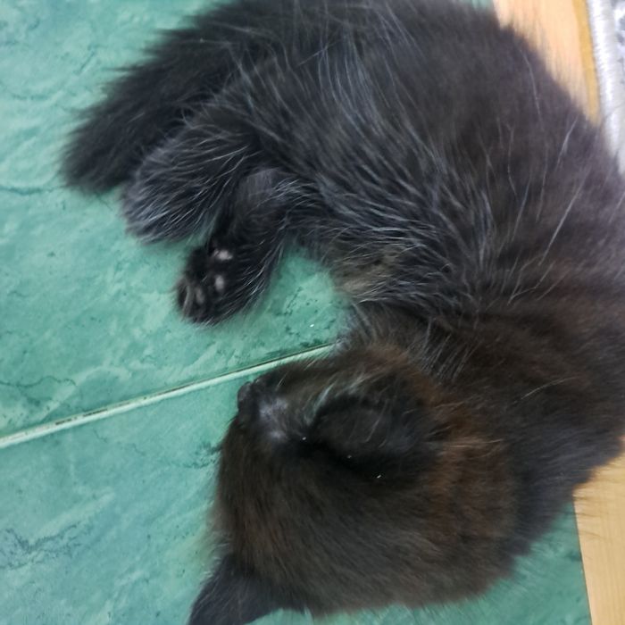 Отдам даром котят