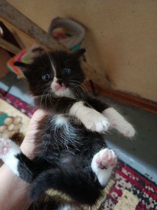Отдам котят в хорошие руки