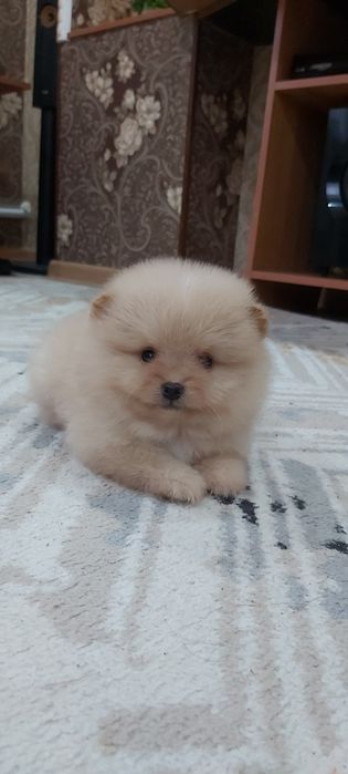 Кремовый мальчик шпиц