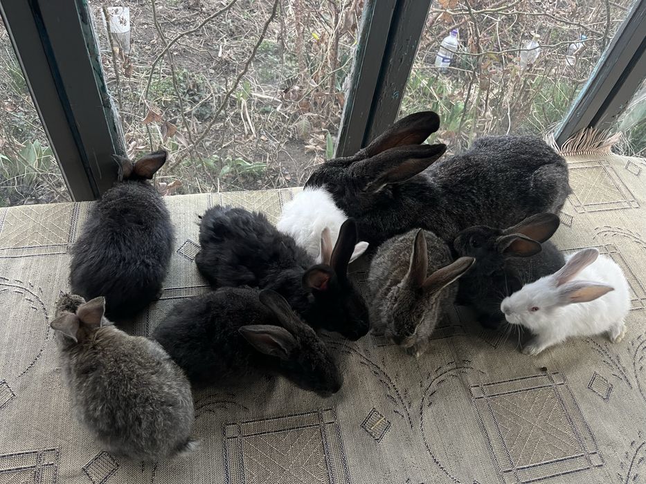 Продам кроликов